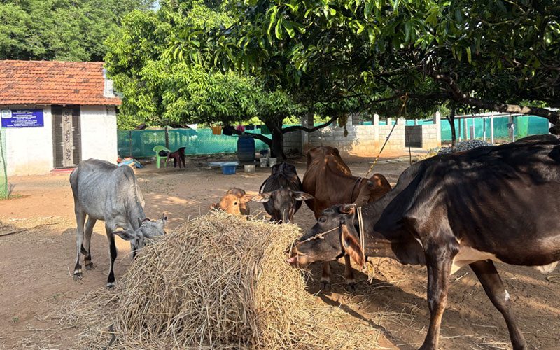 Indigenous cattle feeding at the farm