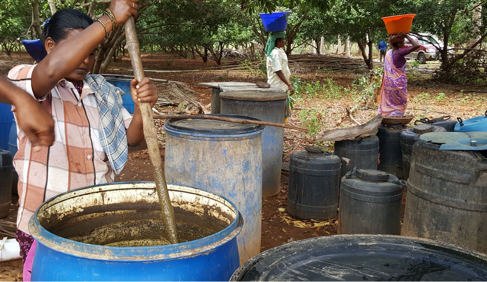 Preparing Panchagavya bio fertilizer