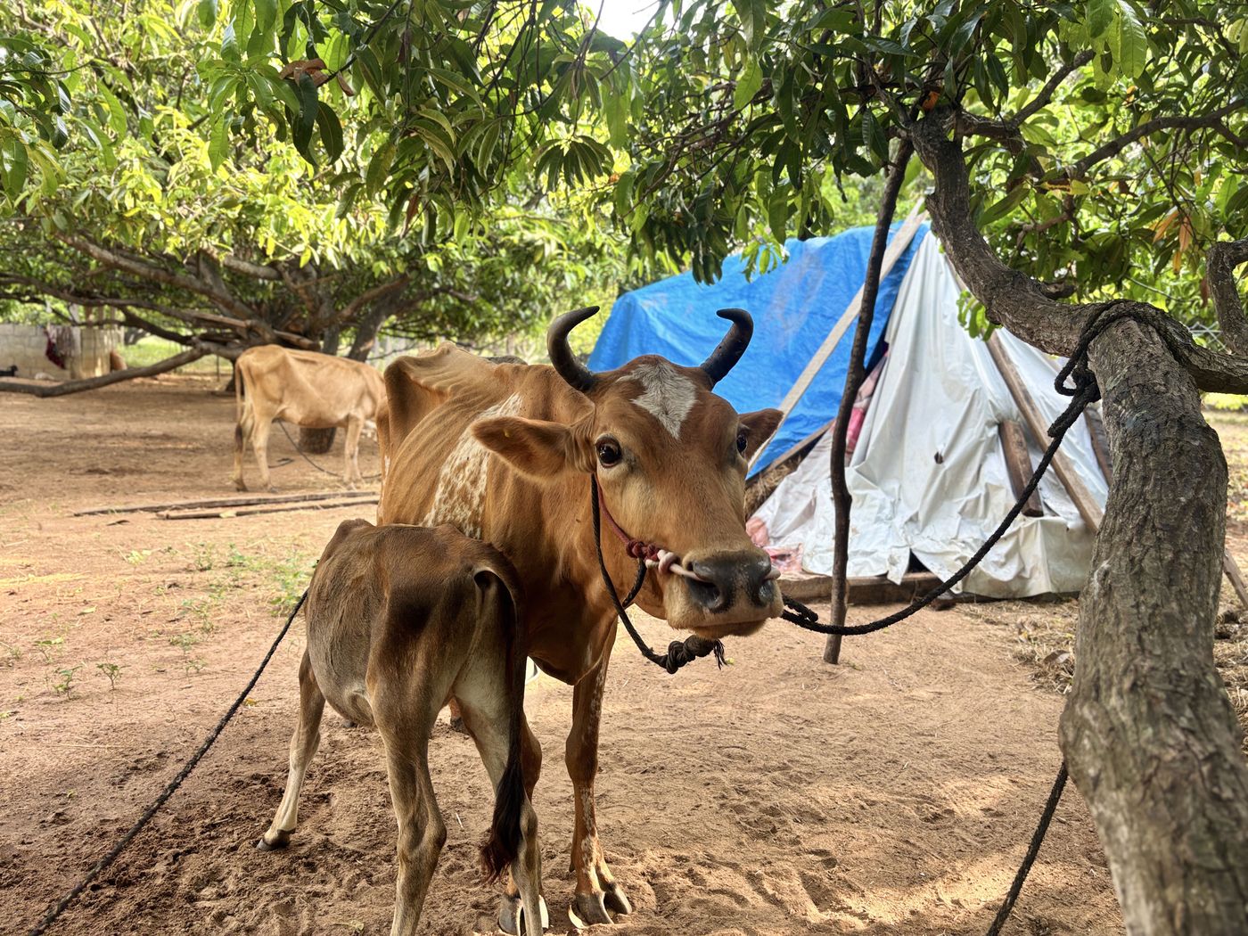 Mother cow with her calf at the Nilam campus