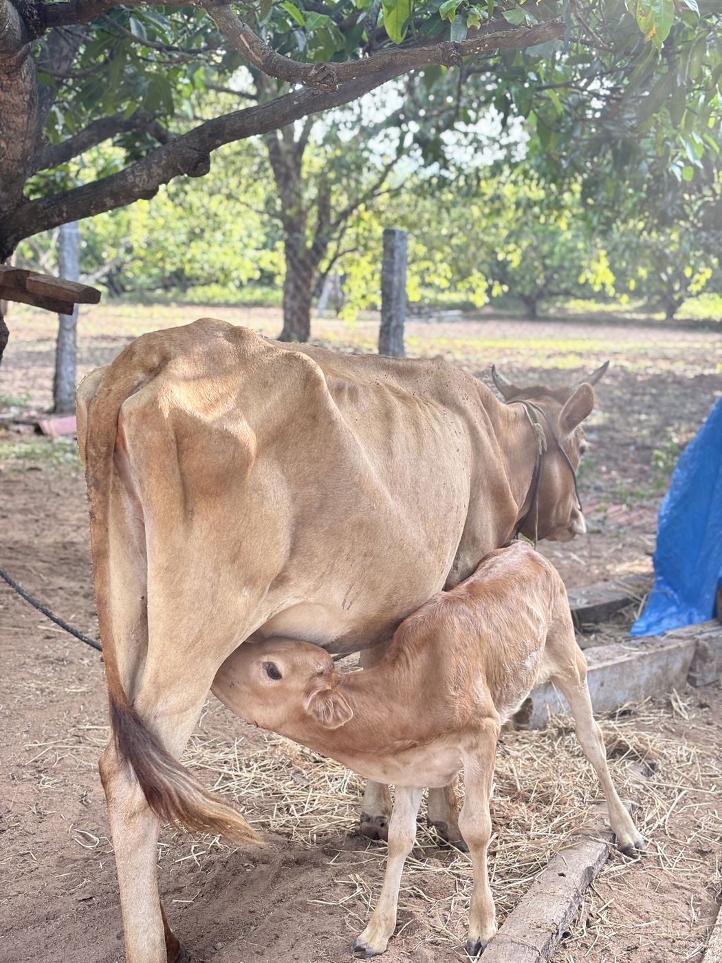 Cows and calves feeding at the sanctuary